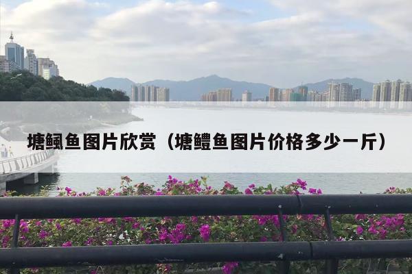 塘鲺鱼图片欣赏（塘鳢鱼图片价格多少一斤）